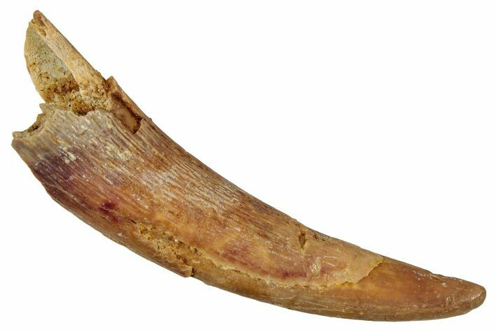 Fossil Pterosaur (Siroccopteryx) Tooth - Morocco #354868